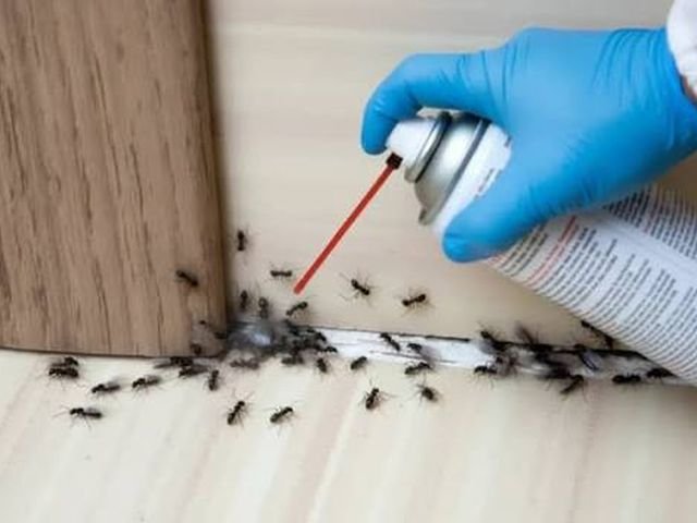 Ant Control