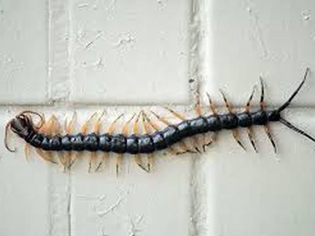 Centipede Control