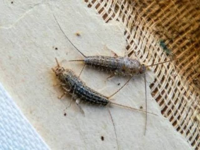 Silverfish Control