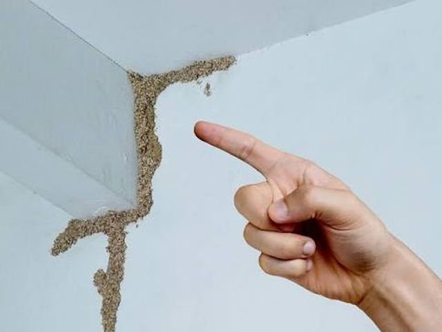 Termite Control