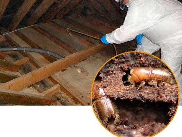 Wood Borer Control